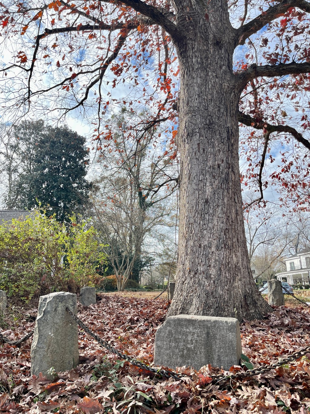 Odd History: The Tree That Owns Itself in Athens,&nbsp;Ga