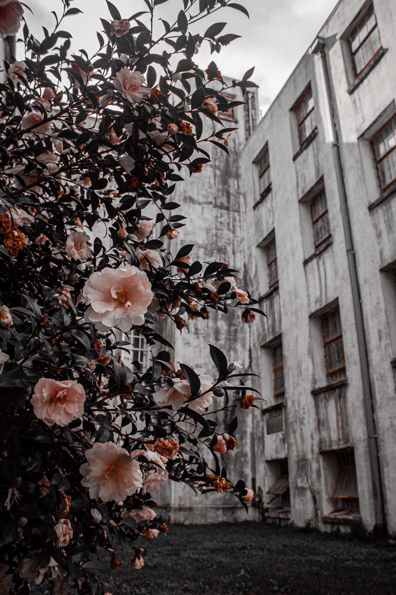 Spirited Conversations: Meet Jessica Whitehead from Seeking Asylum